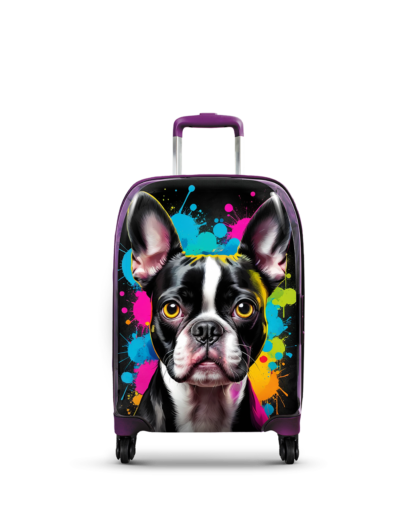 Boston terrier